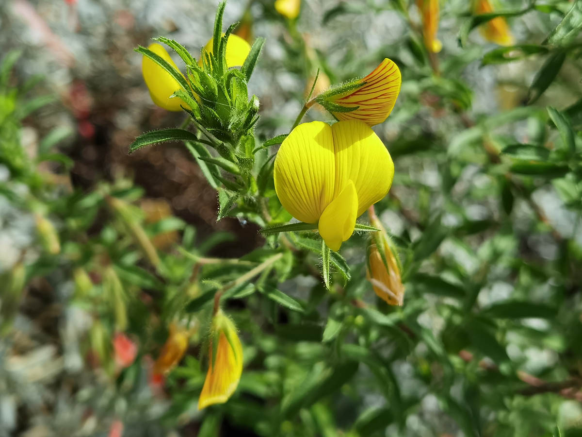 Ononis natrix photo